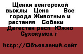 Щенки венгерской выжлы › Цена ­ 1 - Все города Животные и растения » Собаки   . Дагестан респ.,Южно-Сухокумск г.